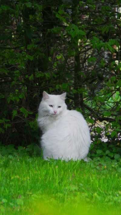 白天被草叶植物覆盖的大型白猫